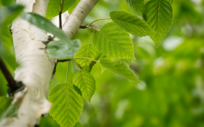 Экстракт листьев березы