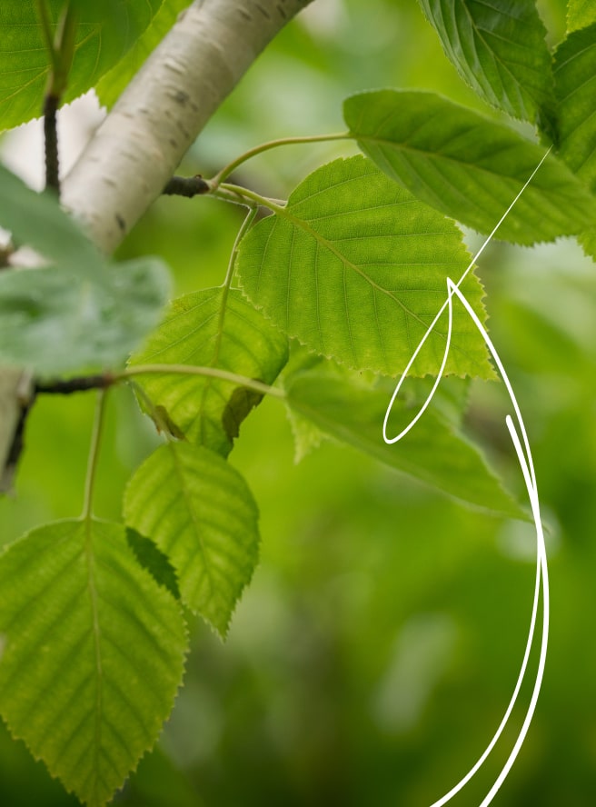 Экстракт листьев березы